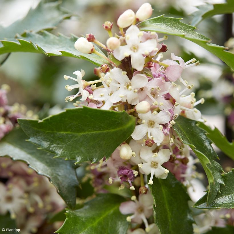 Stechpalme Gentle - Ilex meserveae (Blüte)