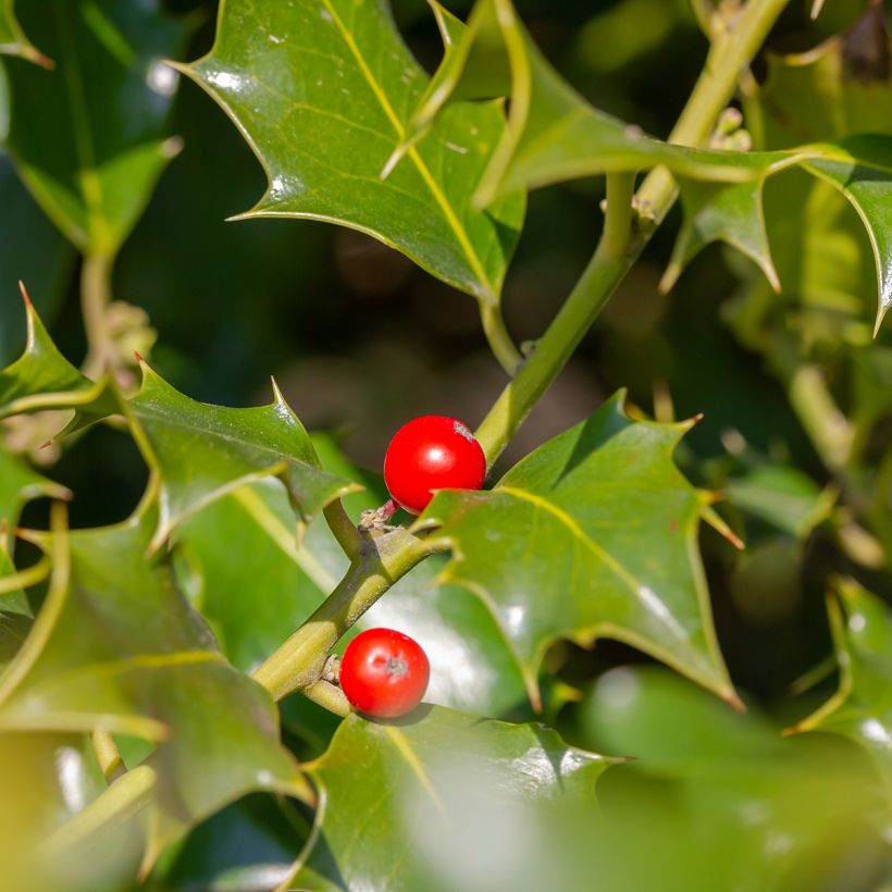 Stechpalme Heckenfee - Ilex meserveae (Ernte)