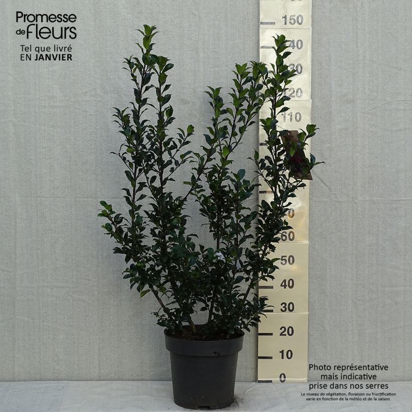Exemplar von Houx - Ilex (x) meserveae Mesid Pot de 12L/15L wie im Winter geliefert
