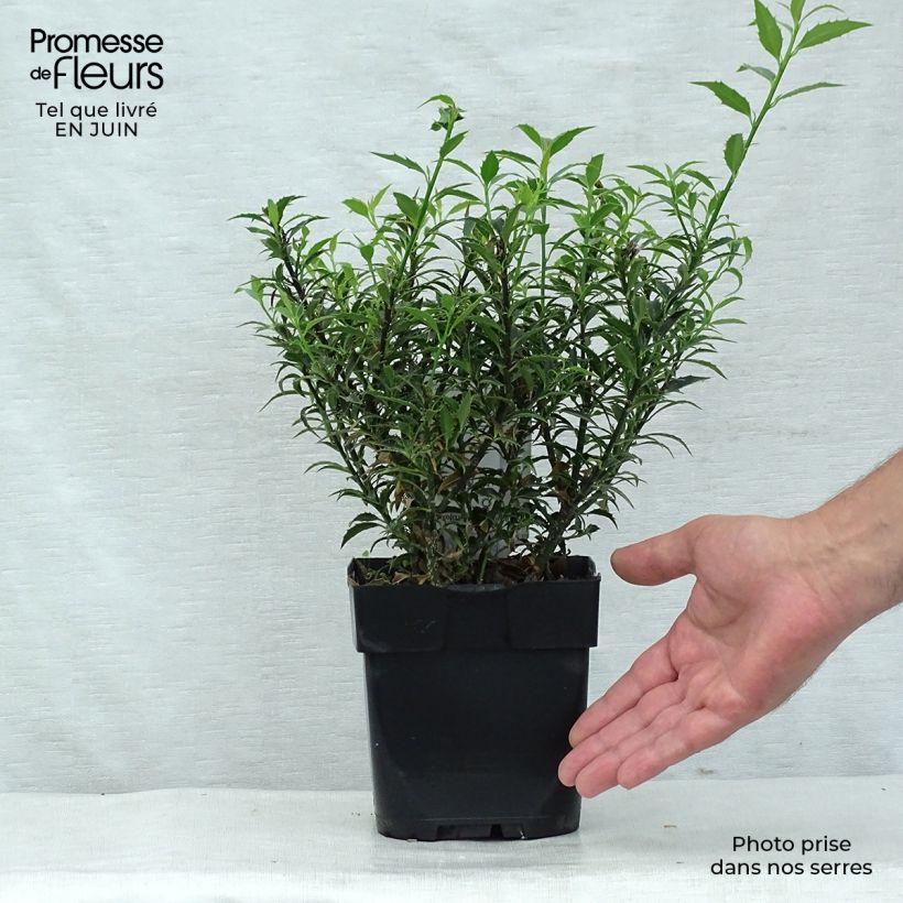 Exemplar von Myrtenblättrige Stechpalme Myrtifolia - Ilex aquifolium Topf mit 2L/3L wie im Sommer geliefert