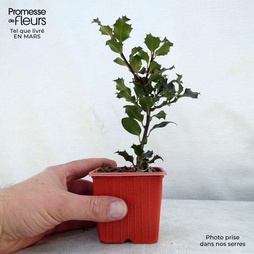 Example of Stechpalme Blue Angel - Ilex meserveae Kleine Töpfe von 8/9 cm as you get in printemps