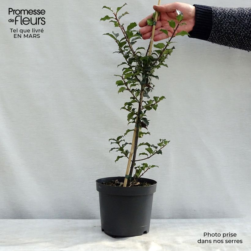 Example of Stechpalme Blue Angel - Ilex meserveae Topf mit 2L/3L as you get in printemps