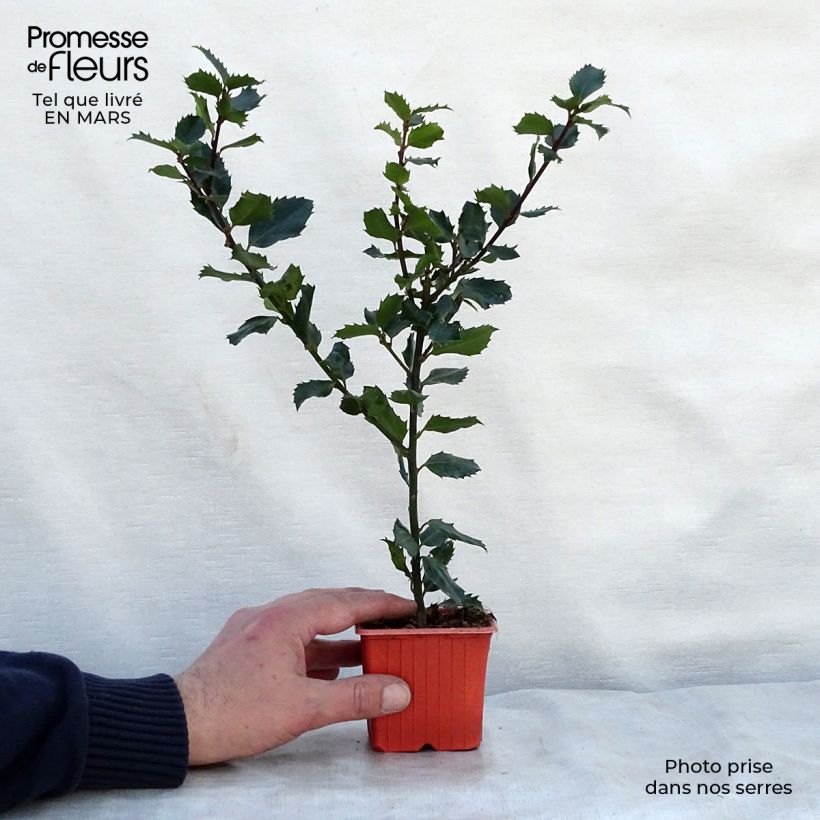 Example of Stechpalme Blue Prince - Ilex meserveae Kleine Töpfe von 8/9 cm as you get in printemps
