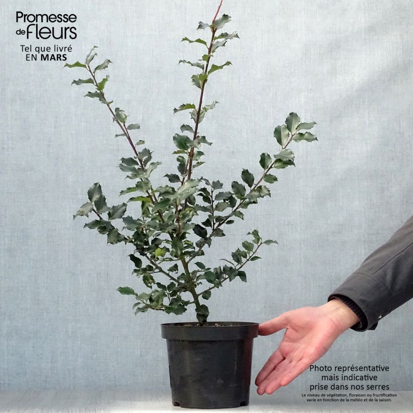 Example of Stechpalme Blue princess - Ilex meserveae Topf mit 2L/3L as you get in printemps