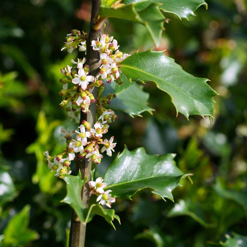 Stechpalme Blue princess - Ilex meserveae (Flowering)