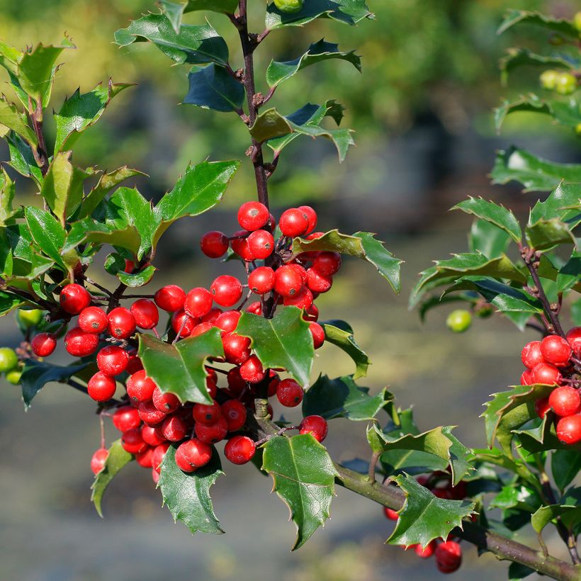 Stechpalme Blue princess - Ilex meserveae (Harvest)