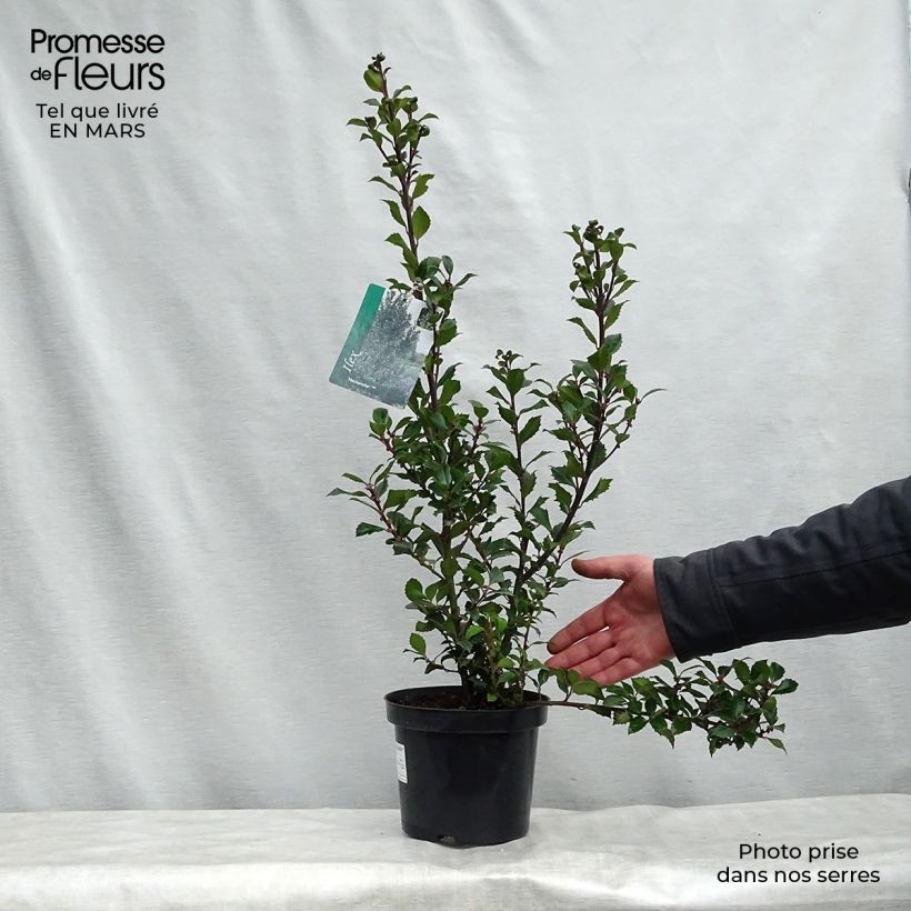 Example of Stechpalme Heckenstar - Ilex meserveae Topf mit 2L/3L as you get in printemps
