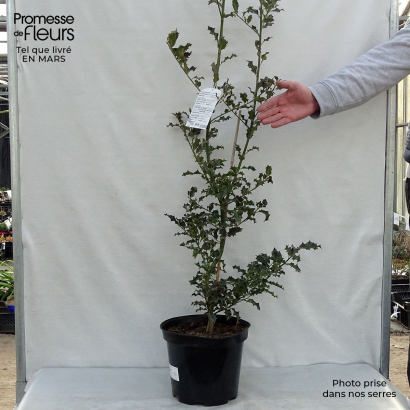 Example of Europäische Stechpalme - Ilex aquifolium Topf mit 7,5L/10L as you get in printemps