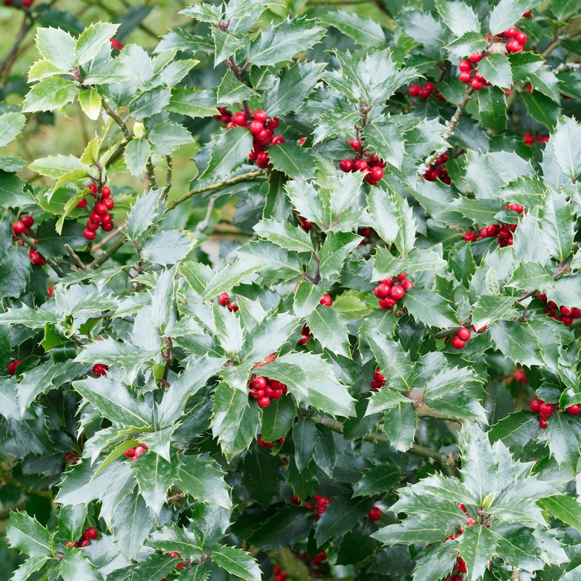 Stechpalme Alaska - Ilex aquifolium (Laub)