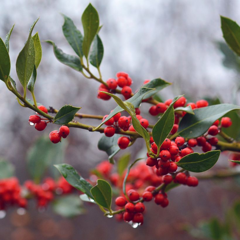 Fruchtende Stechpalme JC Van Tol - Ilex aquifolium (Harvest)