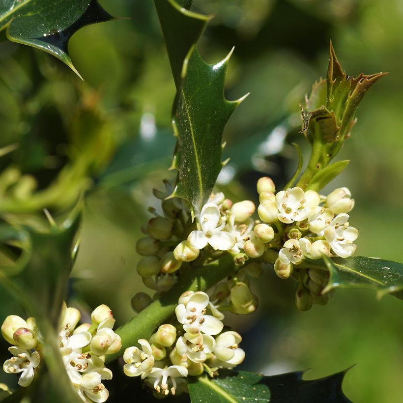Europäische Stechpalme - Ilex aquifolium (Flowering)