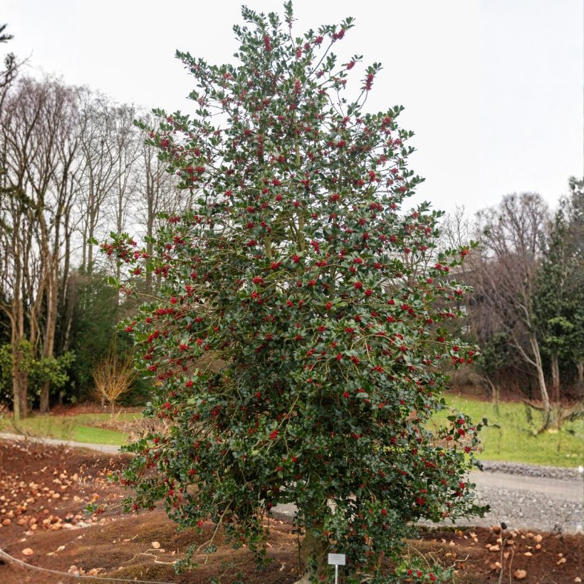 Europäische Stechpalme - Ilex aquifolium (Plant habit)