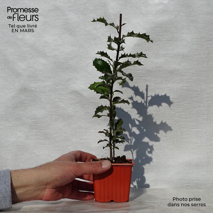 Example of Europäische Stechpalme - Ilex aquifolium Kleine Töpfe von 8/9 cm as you get in printemps