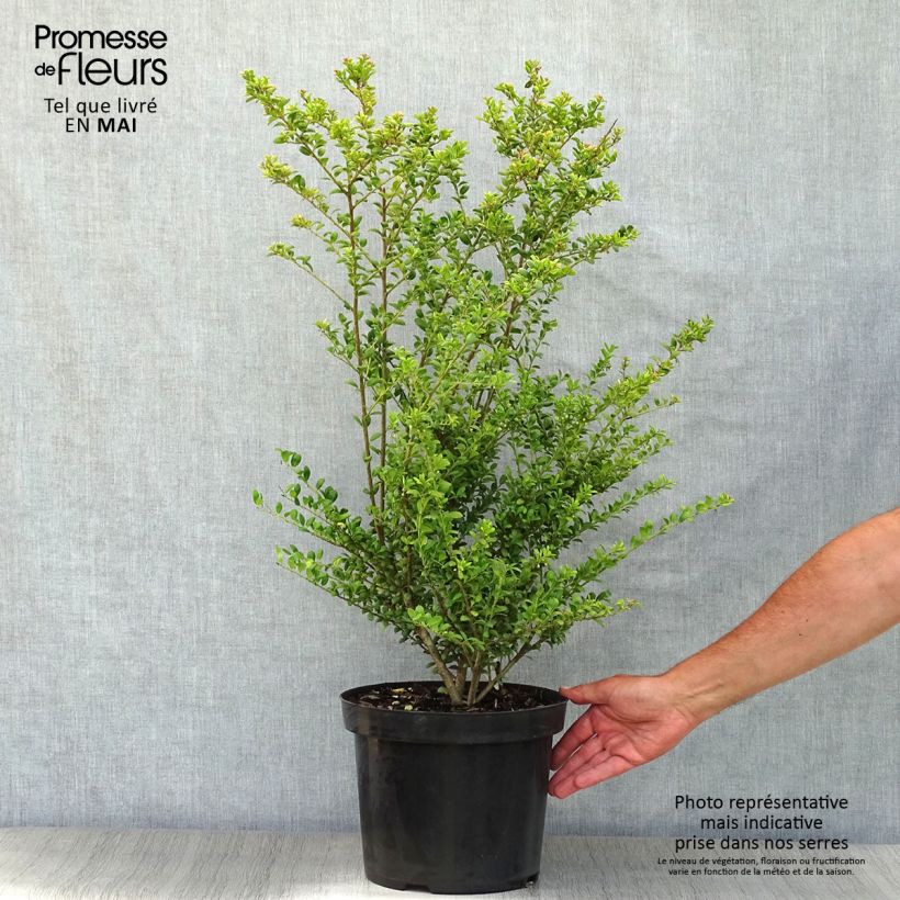 Example of Japanische Stechpalme Convexa (In eine Kugel schneiden) - Ilex crenata Topf mit 7,5L/10L as you get in printemps
