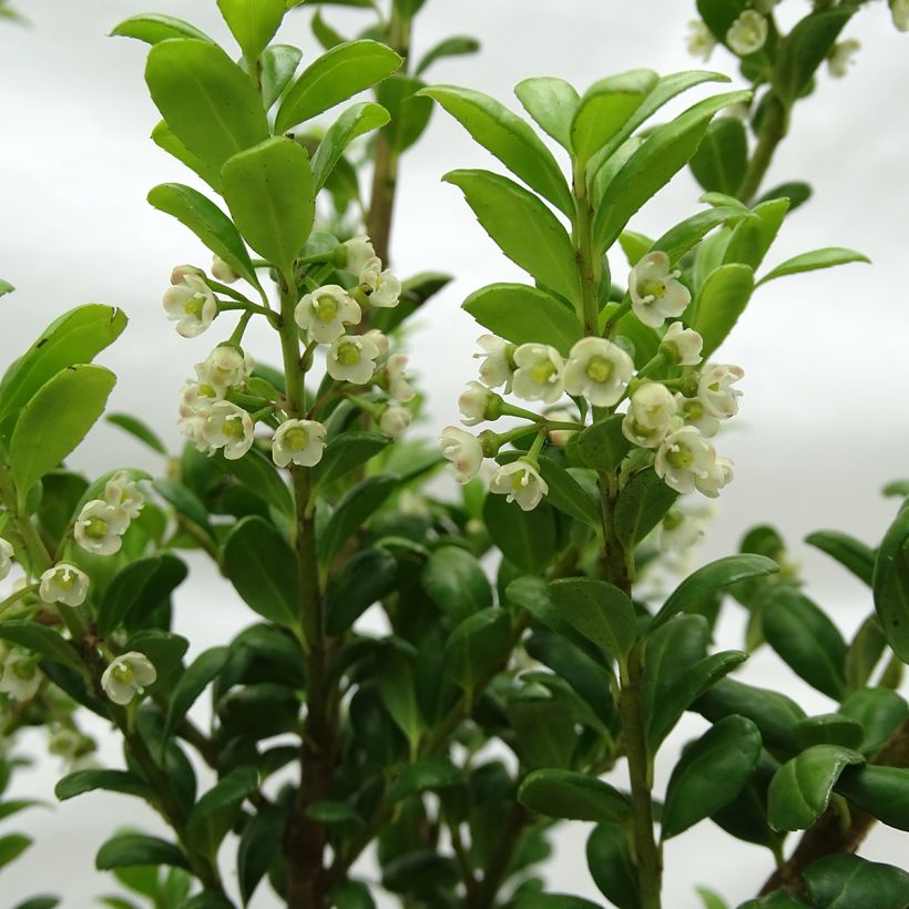 Japanische Stechpalme Convexa (In eine Kugel schneiden) - Ilex crenata (Flowering)