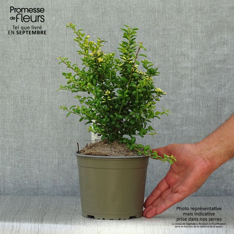 Exemplar von Japanische Stechpalme Convexed Gold - Ilex crenata Topf 12 cm / 13 cm wie im Herbst geliefert