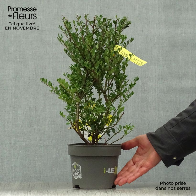 Exemplar von Japanische Stechpalme Dark Green - Ilex crenata Topf mit 2L/3L, Strauch wie im Herbst geliefert