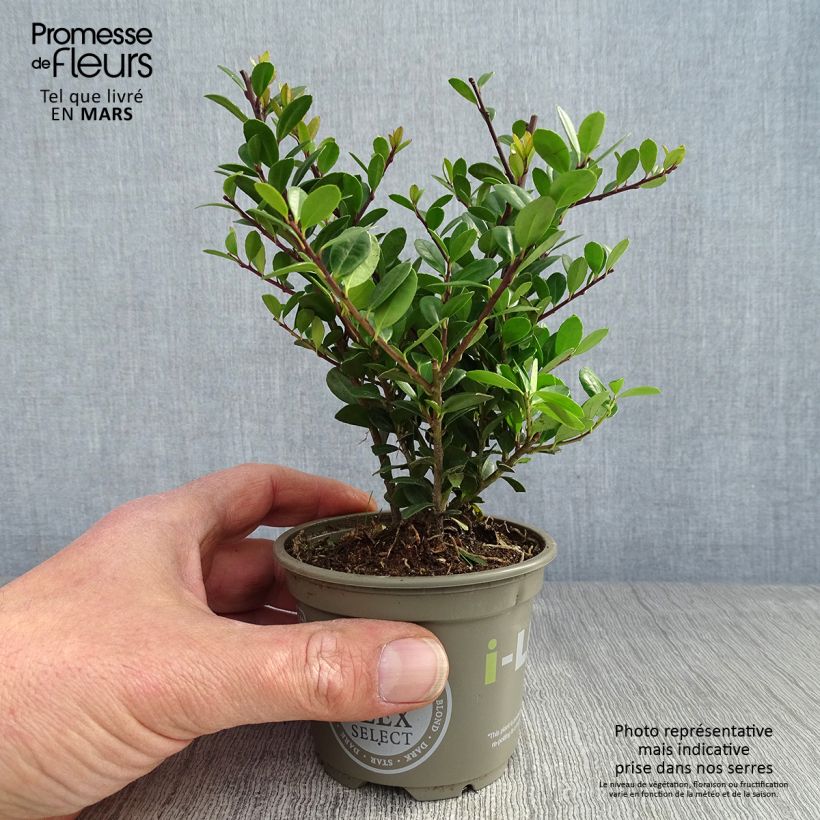 Example of Japanische Stechpalme Dark Green - Ilex crenata Kleine Töpfe von 8/9 cm as you get in printemps