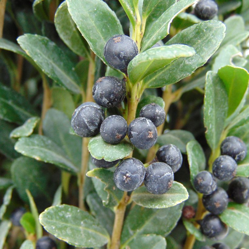 Japanische Stechpalme Fastigiata - Ilex crenata (Harvest)