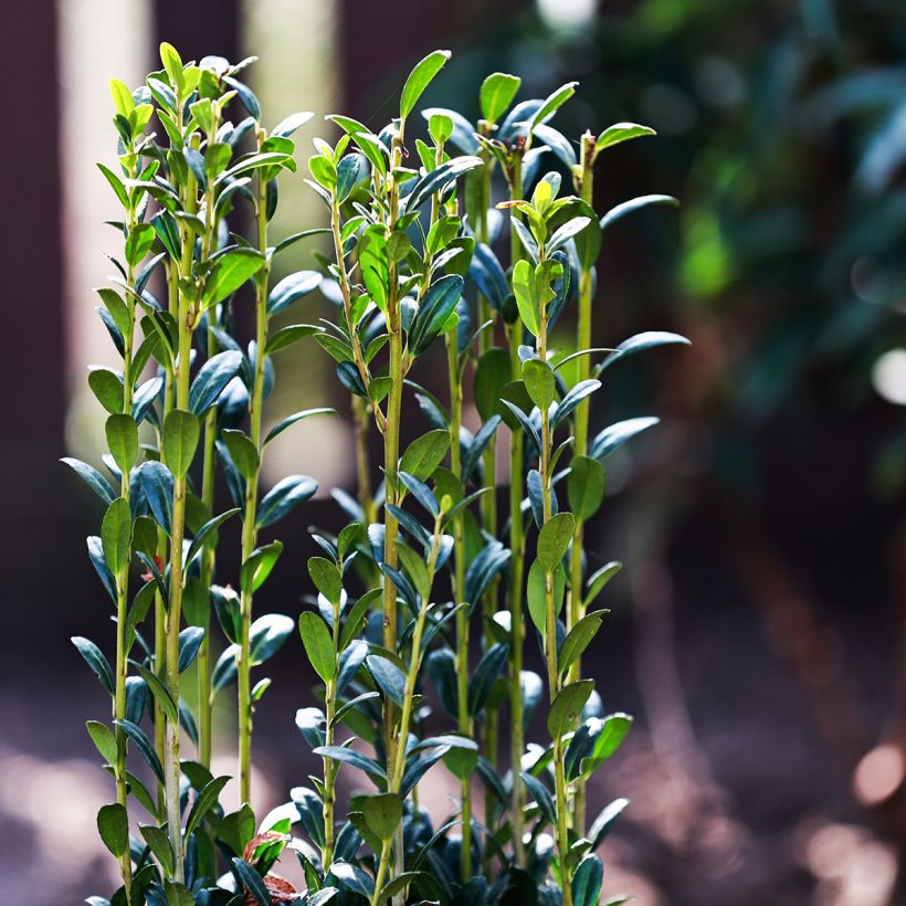 Japanische Stechpalme Fastigiata - Ilex crenata (Foliage)