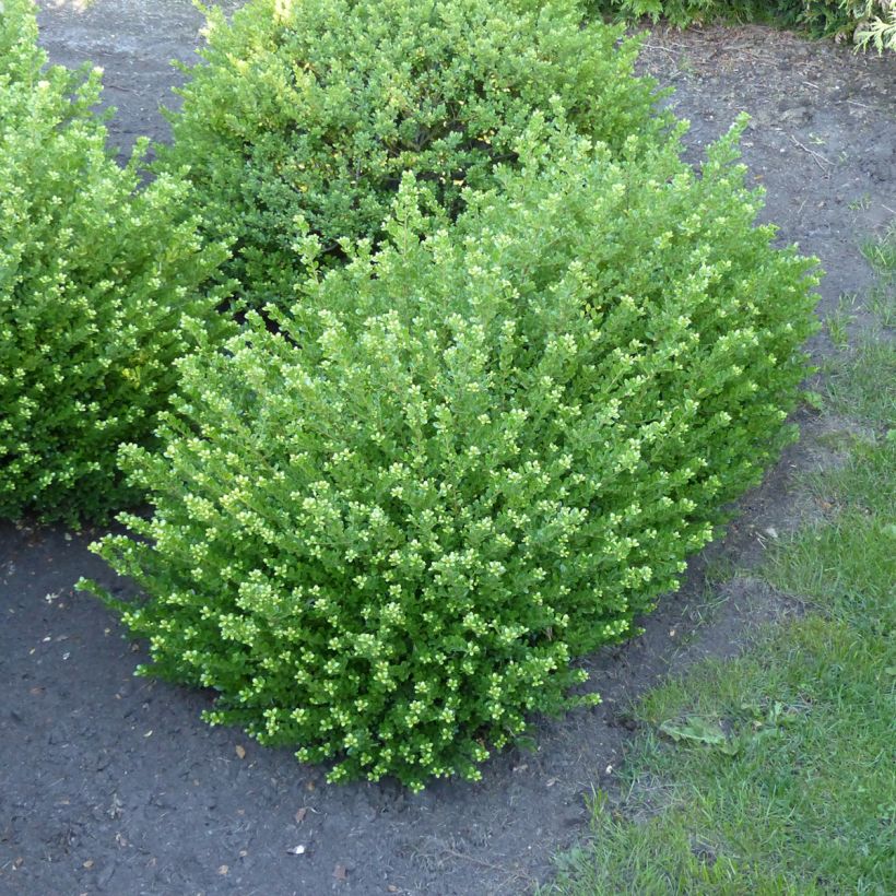 Japanische Stechpalme Glorie Dwarf - Ilex crenata (Wuchs)