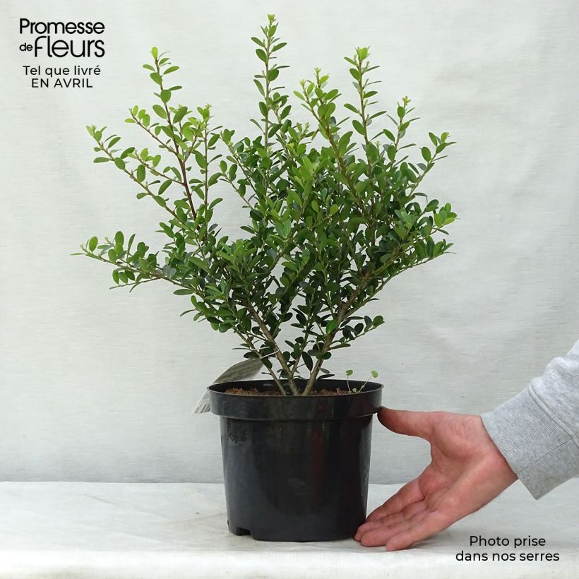 Example of Japanische Stechpalme Green Hedge - Ilex crenata Topf mit 2L/3L as you get in printemps