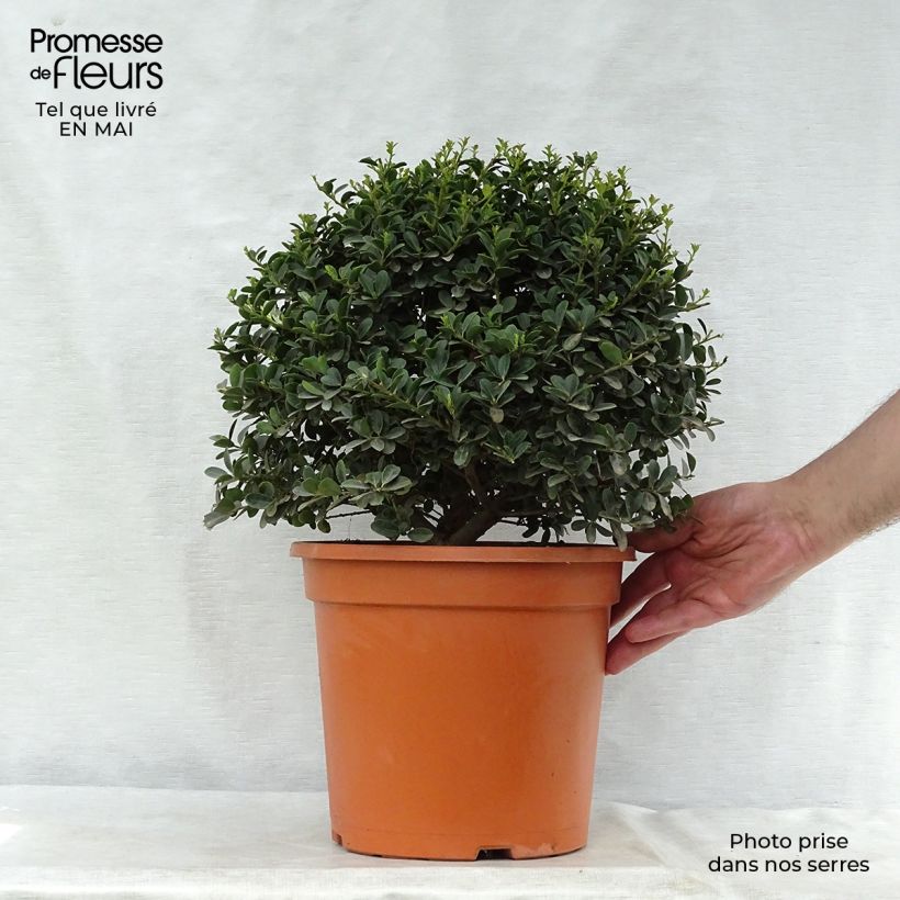 Example of Japanische Stechpalme Green Hedge - Ilex crenata Topf mit 7,5L/10L as you get in printemps