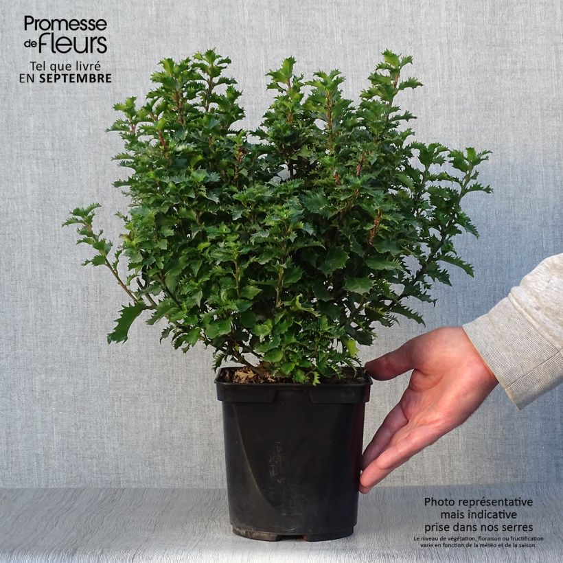 Exemplar von Stechpalme Little Rascal - Ilex meserveae Topf mit 2L/3L wie im Herbst geliefert