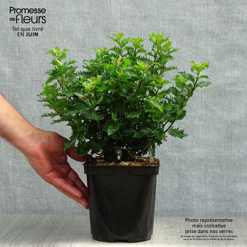 Exemplar von Stechpalme Little Rascal - Ilex meserveae Topf mit 2L/3L wie im Sommer geliefert