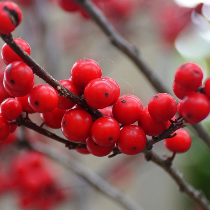 Ilex verticillata Maryland Beauty (Ernte)