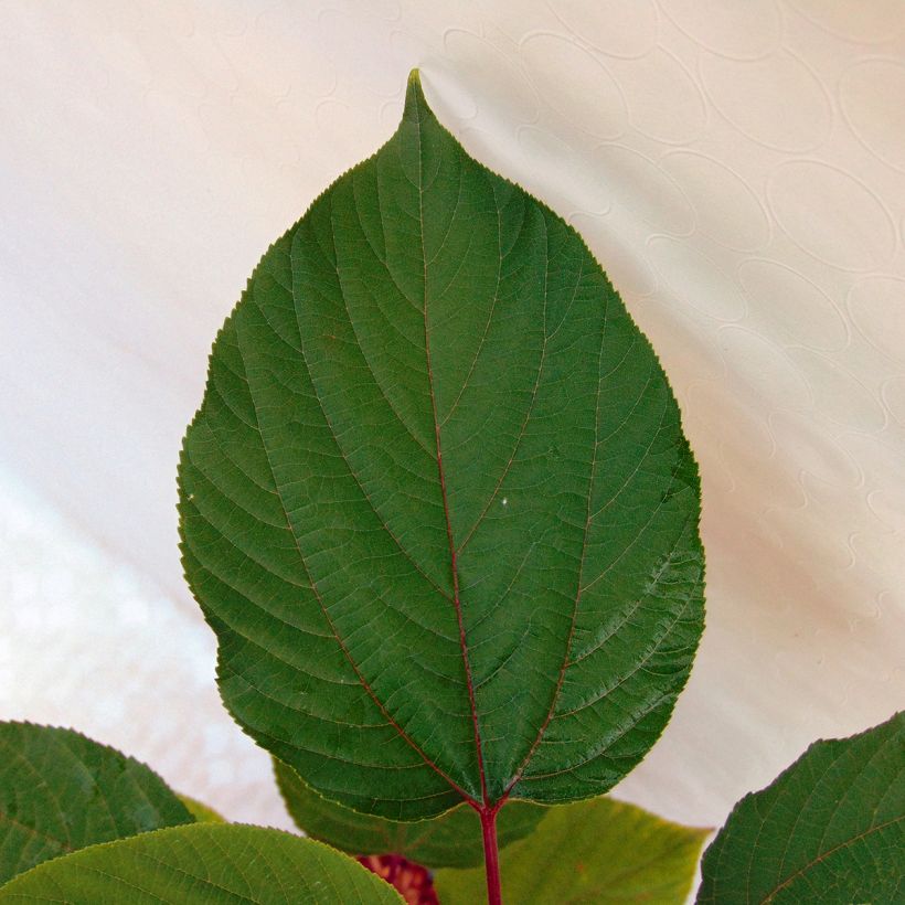 Japanischer Rosinenbaum - Hovenia dulcis (Foliage)