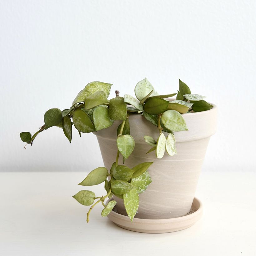 Hoya Eskimo - Porzellanblume (Plant habit)