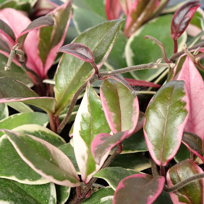 Hoya Flamingo Dream - Porzellanblume (Laub)