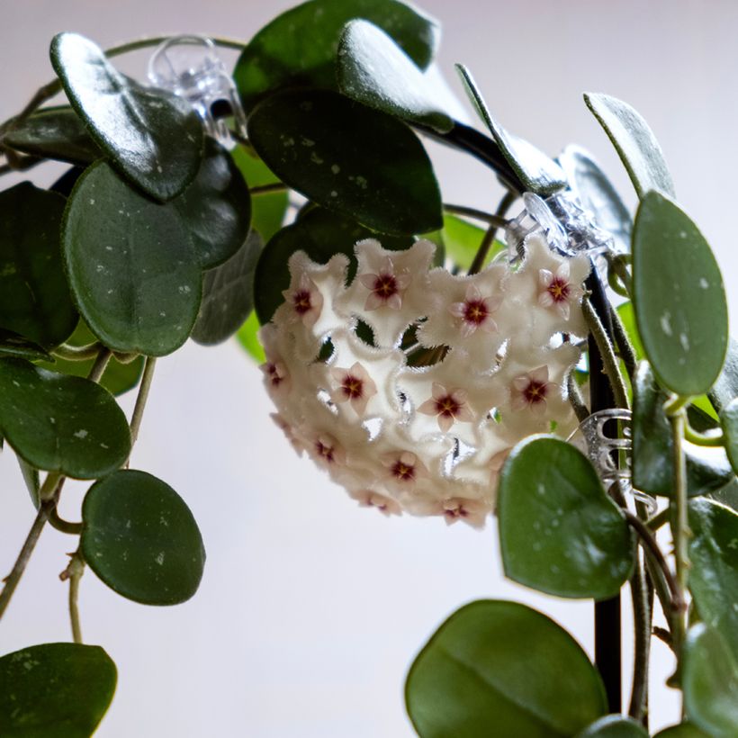 Hoya Mathilde Splash - Porzellanblume (Blüte)