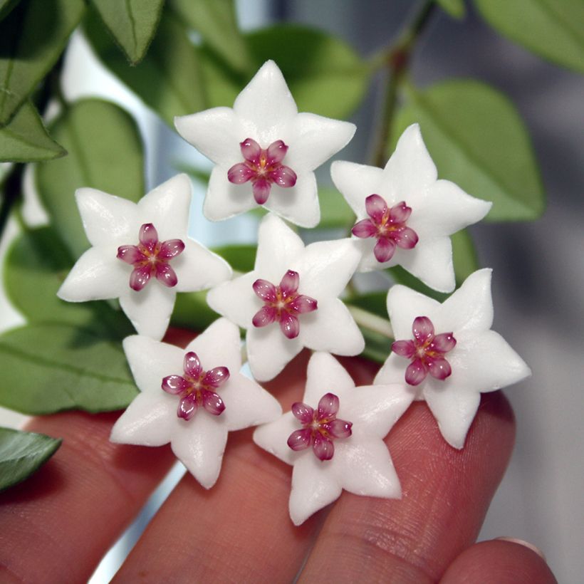 Hoya bella - Porzellanblume (Blüte)
