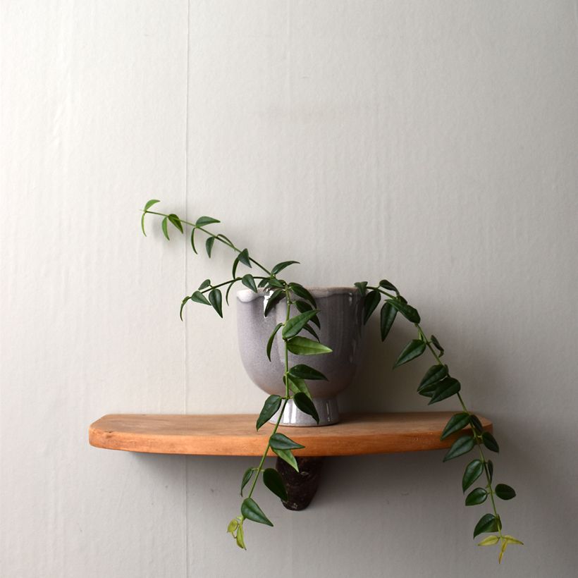 Hoya bella - Porzellanblume (Wuchs)