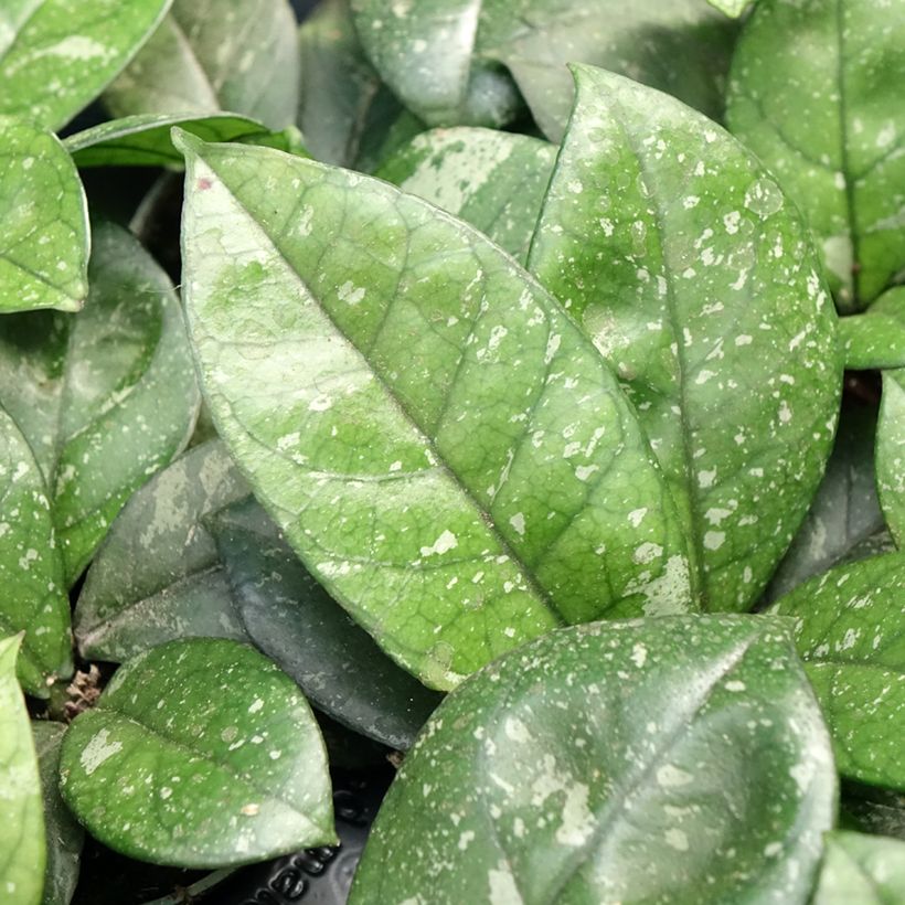 Hoya callistophylla Sabah - Porzellanblume (Laub)