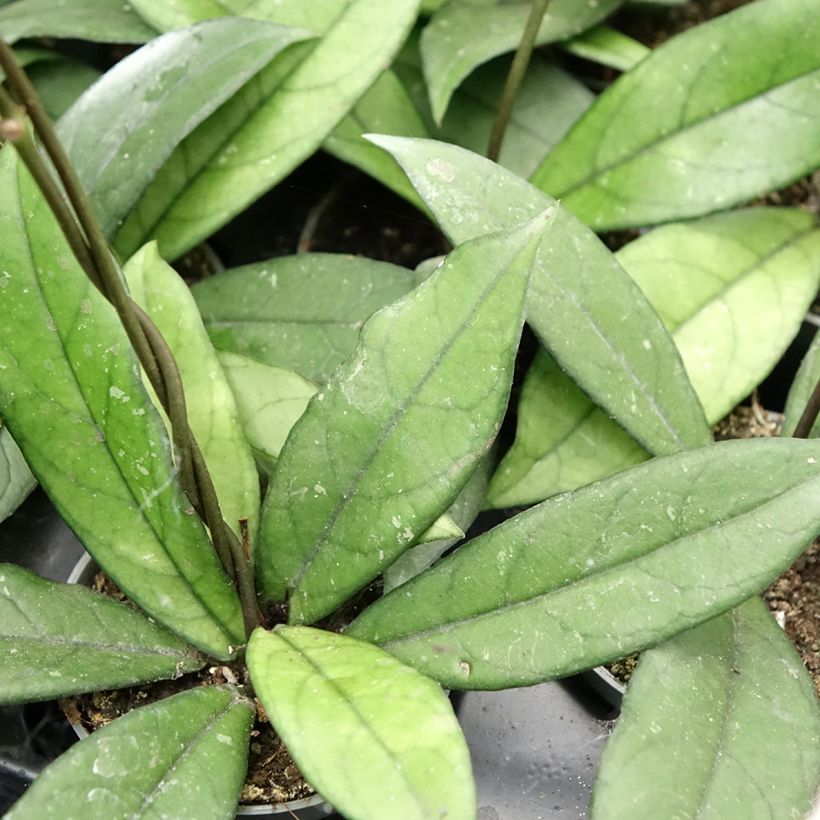 Hoya crassipetiolata - Porzellanblume (Laub)