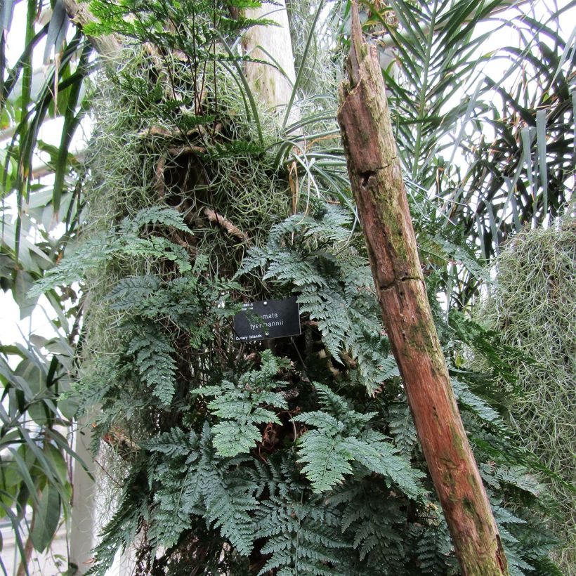 Humata tyermannii - Tarantelfarn (Wuchs)