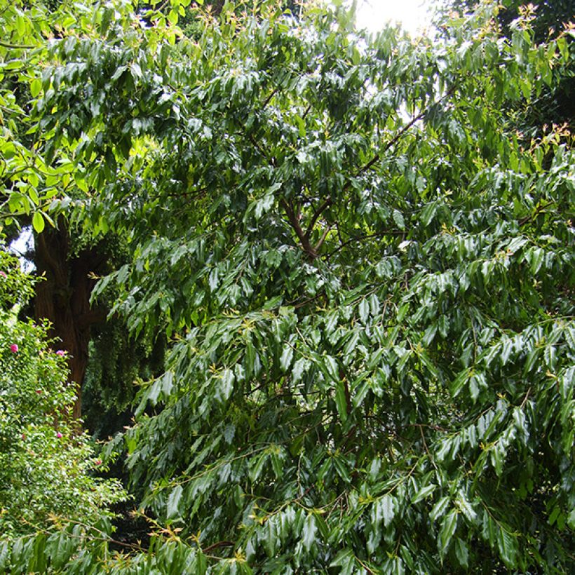 Huodendron biaristatum (Wuchs)