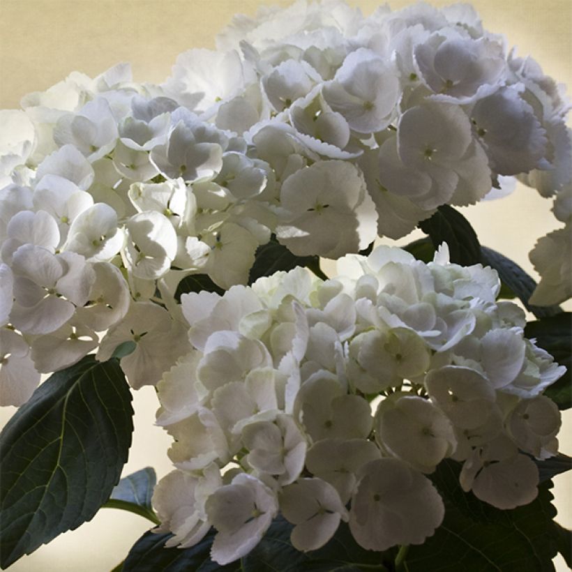 Hydrangea macrophylla Magical Pearl - Bauernhortensie (Blüte)