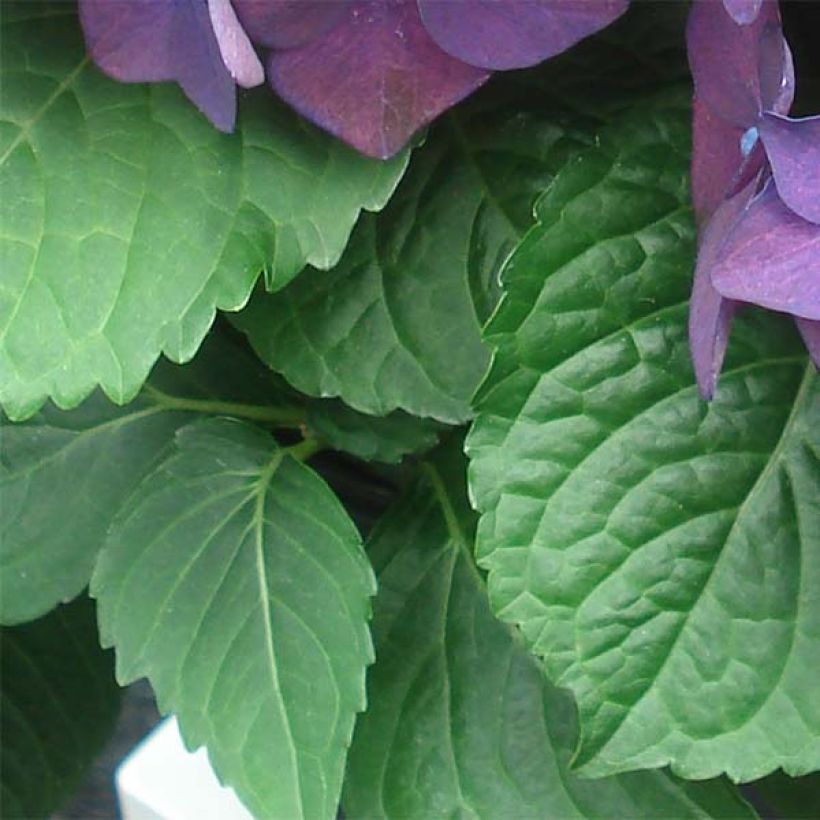 Hydrangea macrophylla Deep Purple Dance - Bauernhortensie (Foliage)