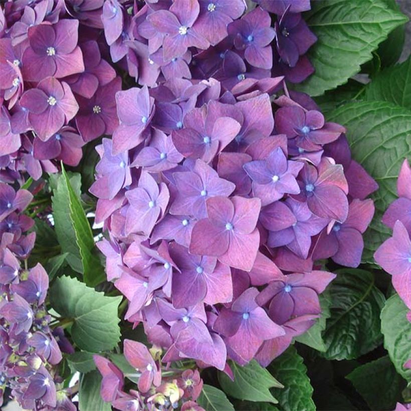 Hydrangea macrophylla Deep Purple Dance - Bauernhortensie (Flowering)