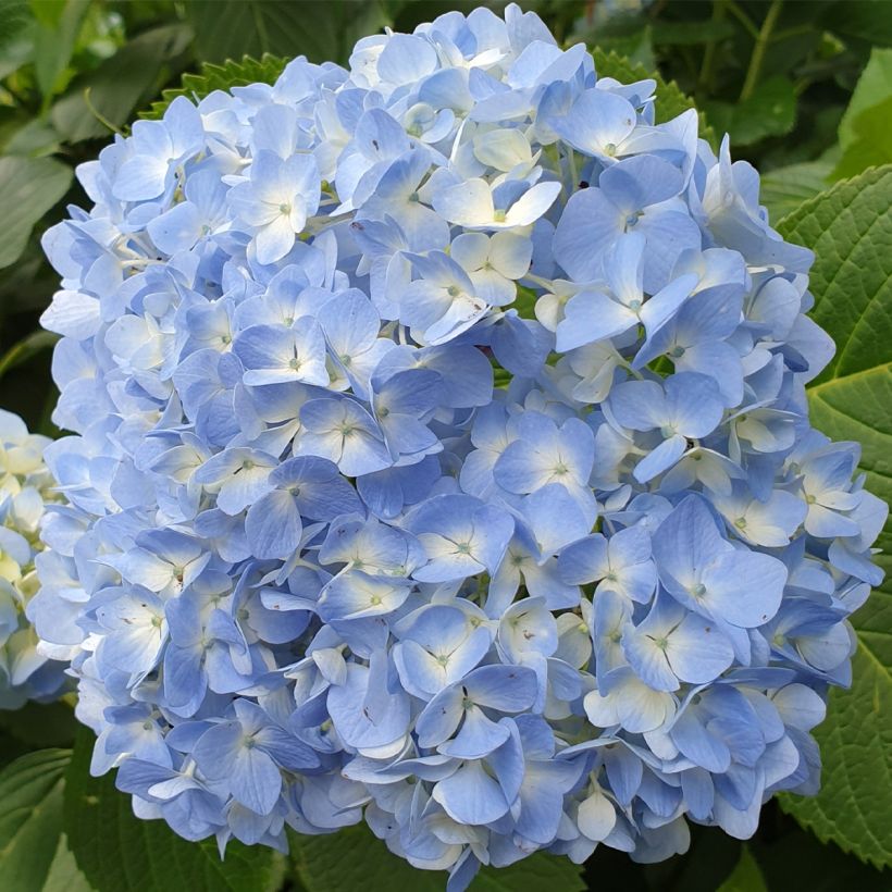 Hydrangea macrophylla Ankong - Bauernhortensie (Blüte)