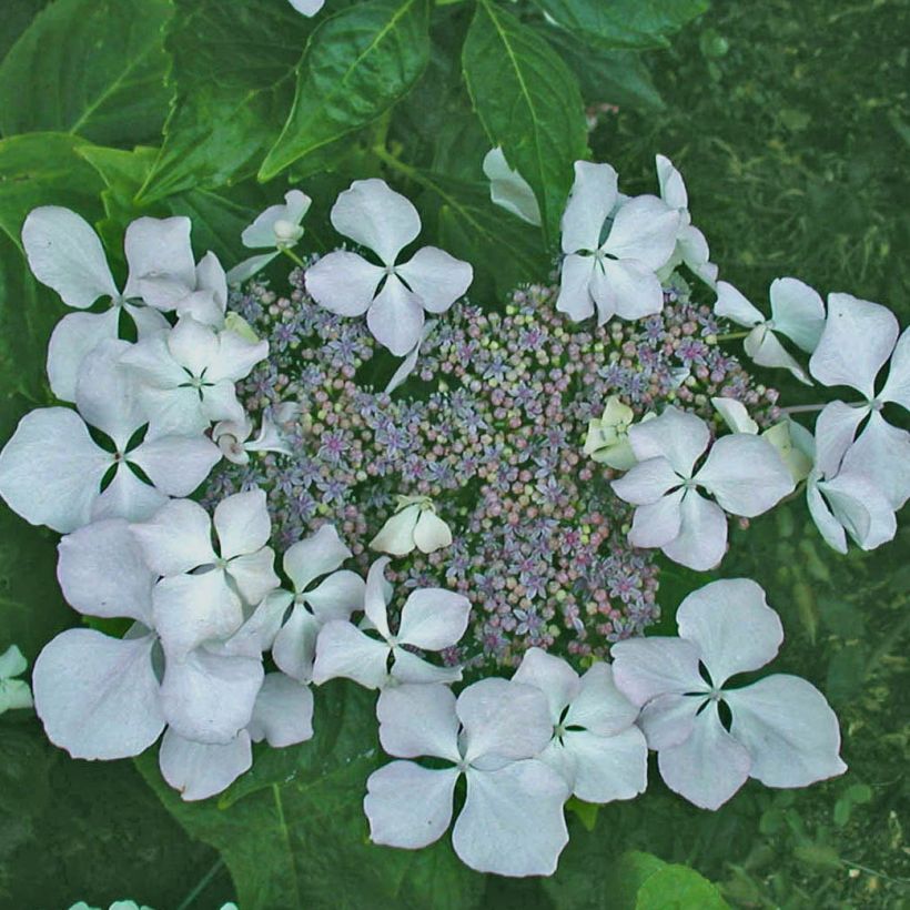 Hydrangea macrophylla Beauté Vendômoise - Bauernhortensie (Flowering)