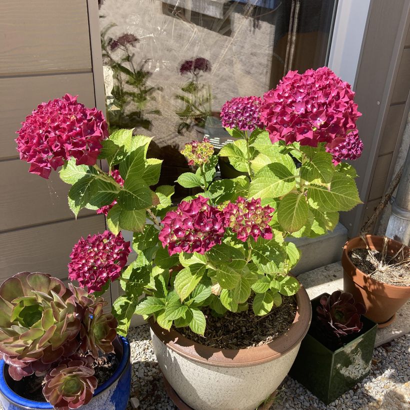 Hydrangea macrophylla Beautensia Dali - Bauernhortensie (Wuchs)