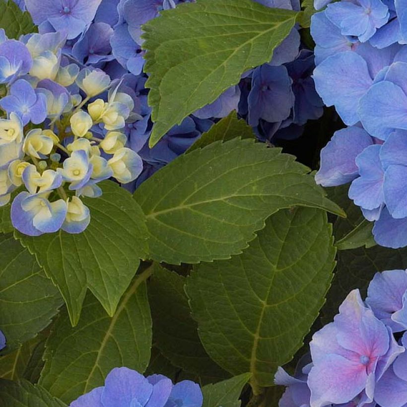 Hydrangea macrophylla Benelux Blue - Bauernhortensie (Foliage)
