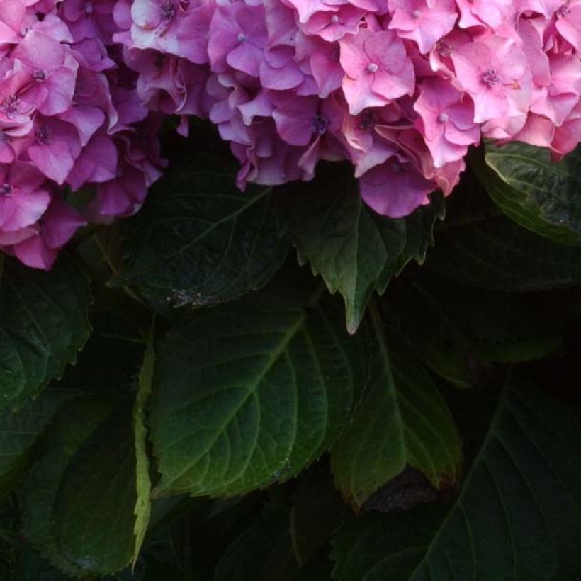 Hydrangea macrophylla Benelux Pink - Bauernhortensie (Foliage)