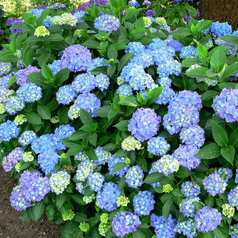 Hydrangea macrophylla Blauer Prinz - Bauernhortensie (Wuchs)