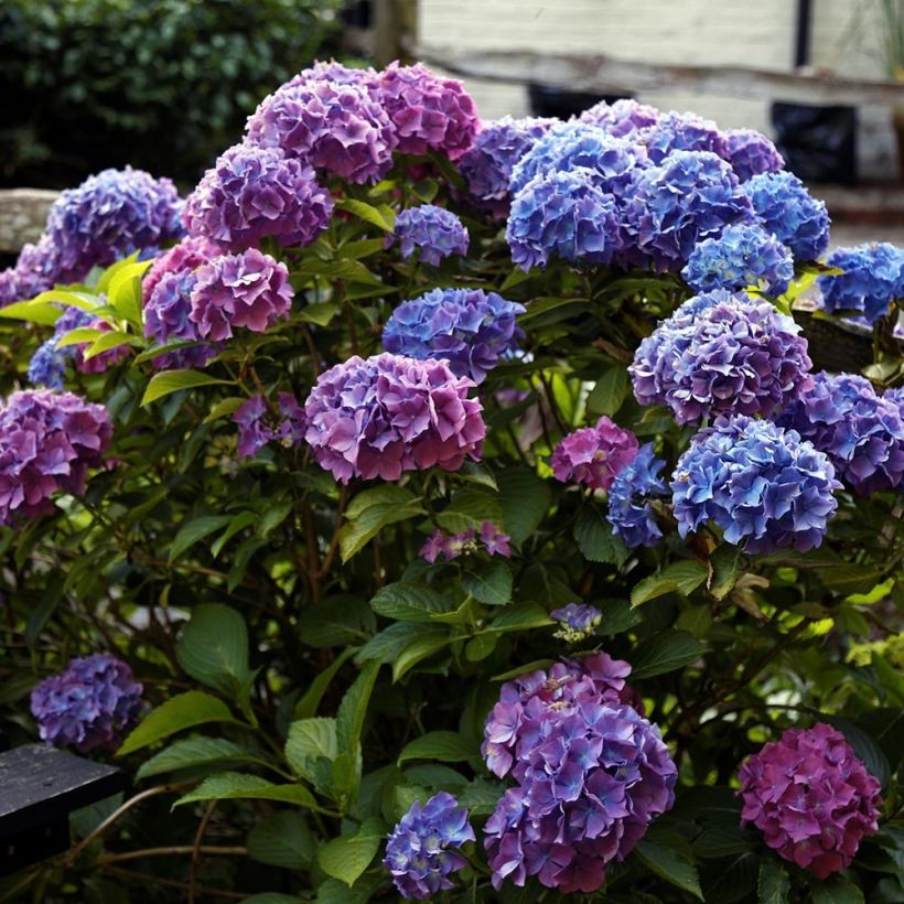 Hydrangea macrophylla Blauer Zwerg - Bauernhortensie (Wuchs)